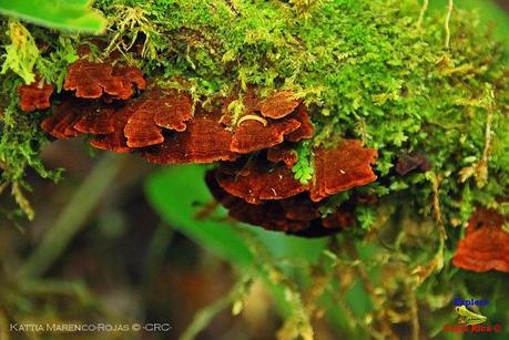 Truchas Selva Madre -San Isidro de El Guarco, Cartago-