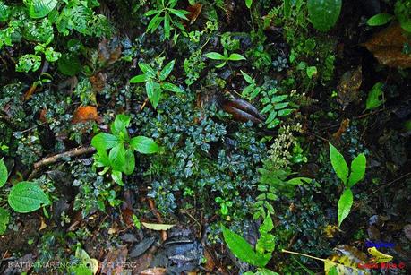 Truchas Selva Madre -San Isidro de El Guarco, Cartago-