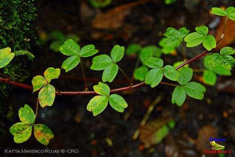 Truchas Selva Madre -San Isidro de El Guarco, Cartago-