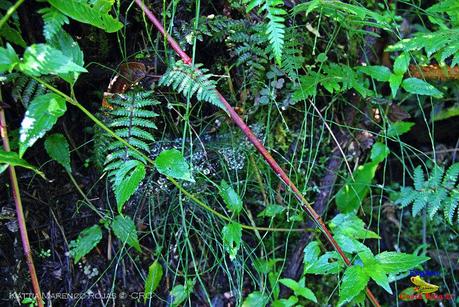 Truchas Selva Madre -San Isidro de El Guarco, Cartago-