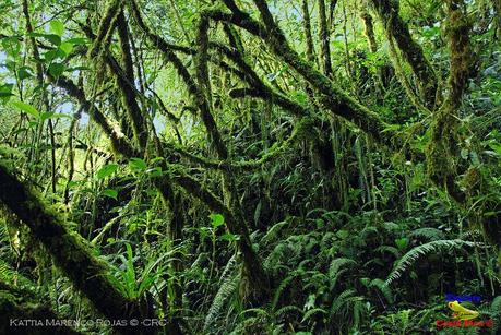 Truchas Selva Madre -San Isidro de El Guarco, Cartago-