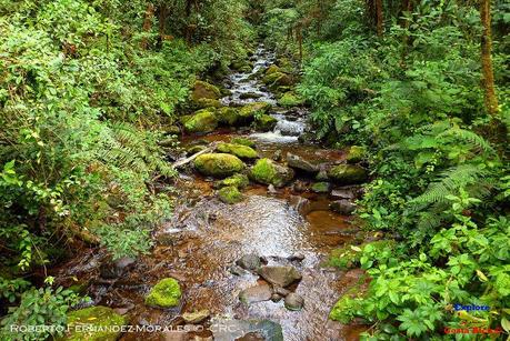 Truchas Selva Madre -San Isidro de El Guarco, Cartago-