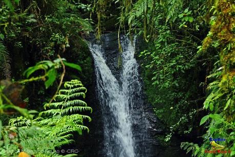 Truchas Selva Madre -San Isidro de El Guarco, Cartago-