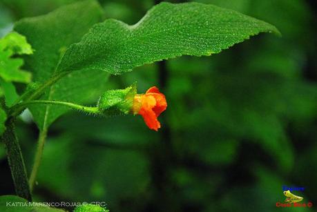 Truchas Selva Madre -San Isidro de El Guarco, Cartago-