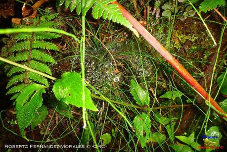 Truchas Selva Madre -San Isidro de El Guarco, Cartago-