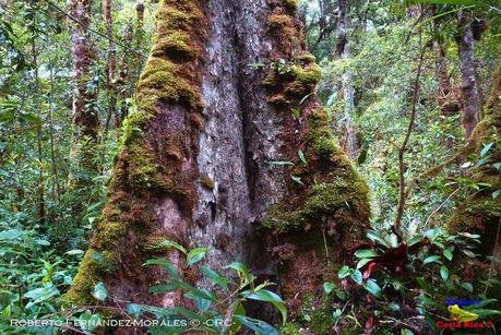 Truchas Selva Madre -San Isidro de El Guarco, Cartago-