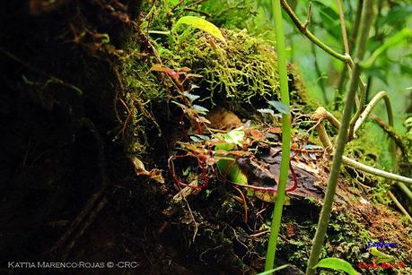 Truchas Selva Madre -San Isidro de El Guarco, Cartago-