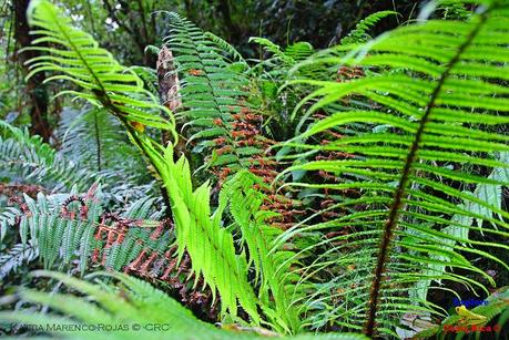 Truchas Selva Madre -San Isidro de El Guarco, Cartago-