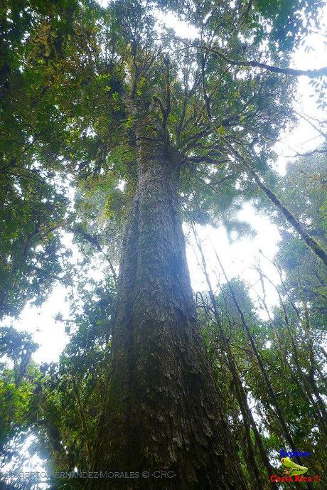 Truchas Selva Madre -San Isidro de El Guarco, Cartago-