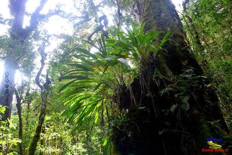 Truchas Selva Madre -San Isidro de El Guarco, Cartago-