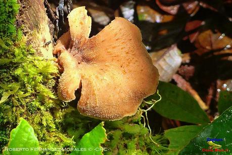 Truchas Selva Madre -San Isidro de El Guarco, Cartago-