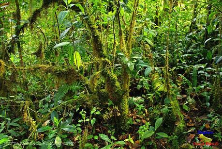 Truchas Selva Madre -San Isidro de El Guarco, Cartago-