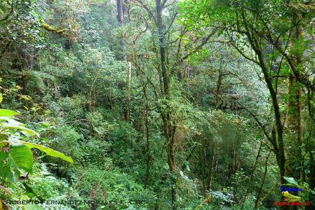 Truchas Selva Madre -San Isidro de El Guarco, Cartago-