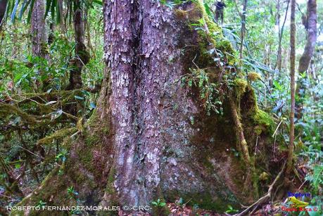 Truchas Selva Madre -San Isidro de El Guarco, Cartago-