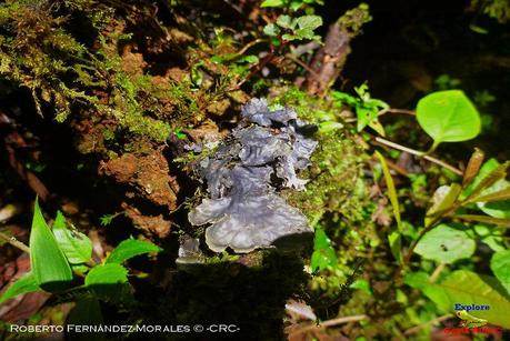 Truchas Selva Madre -San Isidro de El Guarco, Cartago-