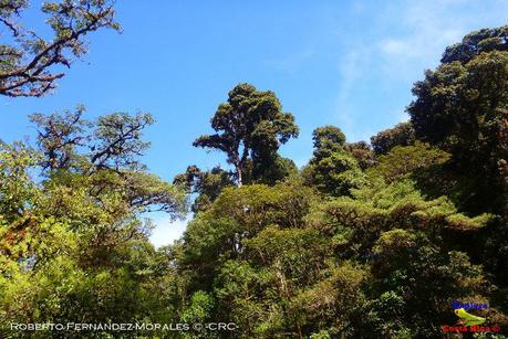 Truchas Selva Madre -San Isidro de El Guarco, Cartago-