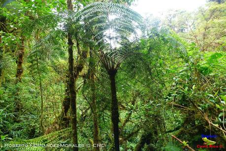 Truchas Selva Madre -San Isidro de El Guarco, Cartago-