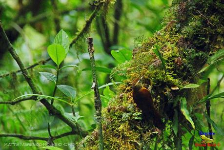 Truchas Selva Madre -San Isidro de El Guarco, Cartago-