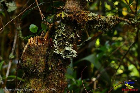 Truchas Selva Madre -San Isidro de El Guarco, Cartago-