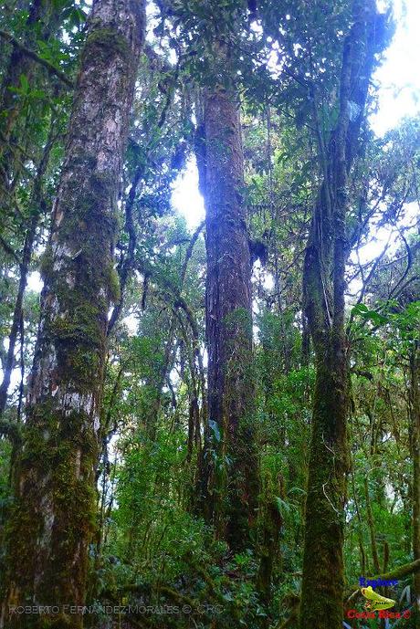 Truchas Selva Madre -San Isidro de El Guarco, Cartago-