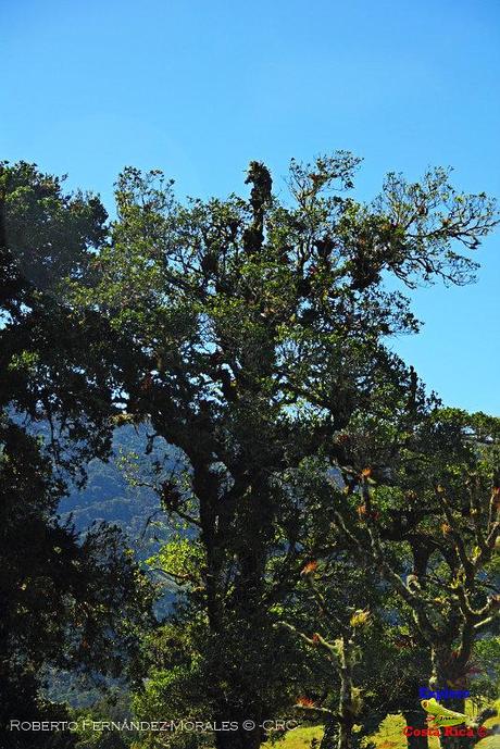 Truchas Selva Madre -San Isidro de El Guarco, Cartago-