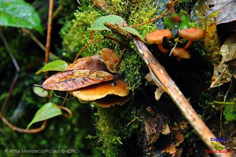 Truchas Selva Madre -San Isidro de El Guarco, Cartago-