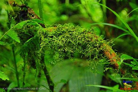 Truchas Selva Madre -San Isidro de El Guarco, Cartago-