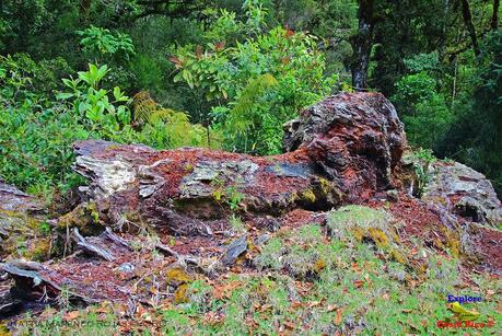 Truchas Selva Madre -San Isidro de El Guarco, Cartago-