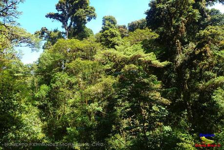 Truchas Selva Madre -San Isidro de El Guarco, Cartago-