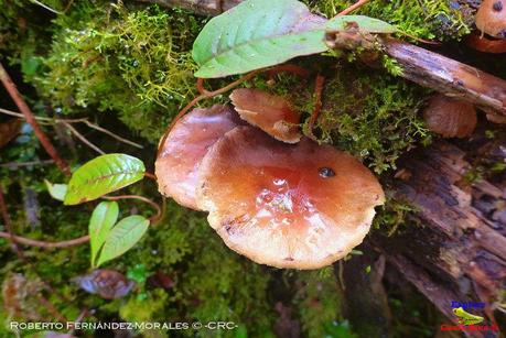 Truchas Selva Madre -San Isidro de El Guarco, Cartago-