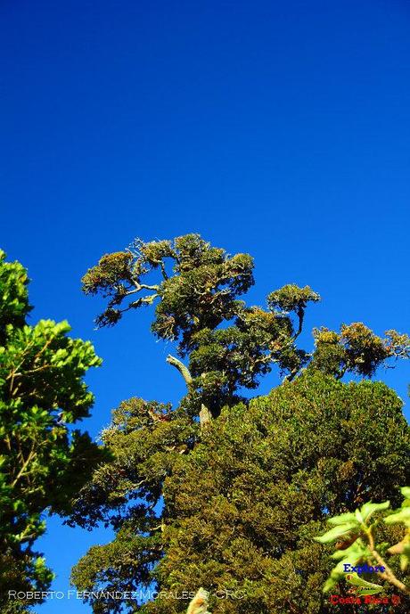 Truchas Selva Madre -San Isidro de El Guarco, Cartago-