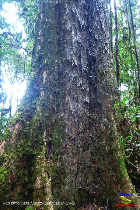 Truchas Selva Madre -San Isidro de El Guarco, Cartago-