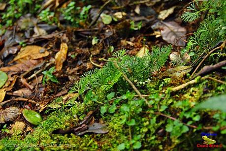 Truchas Selva Madre -San Isidro de El Guarco, Cartago-