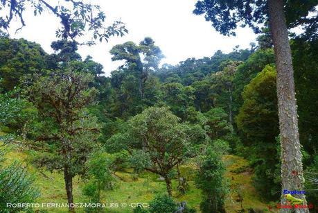 Truchas Selva Madre -San Isidro de El Guarco, Cartago-