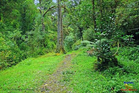 Truchas Selva Madre -San Isidro de El Guarco, Cartago-