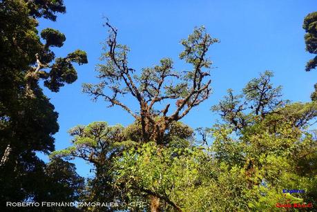 Truchas Selva Madre -San Isidro de El Guarco, Cartago-