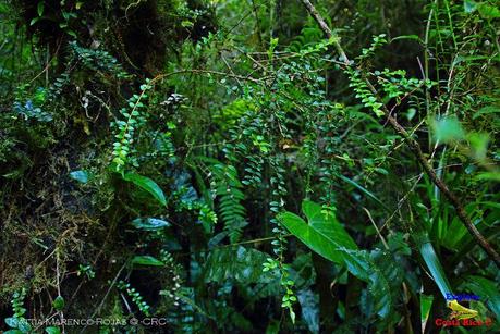 Truchas Selva Madre -San Isidro de El Guarco, Cartago-