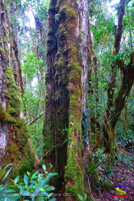 Truchas Selva Madre -San Isidro de El Guarco, Cartago-