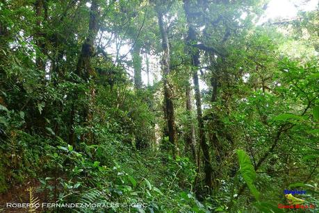 Truchas Selva Madre -San Isidro de El Guarco, Cartago-