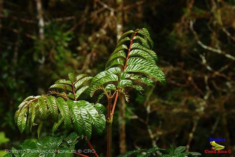 Truchas Selva Madre -San Isidro de El Guarco, Cartago-