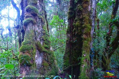 Truchas Selva Madre -San Isidro de El Guarco, Cartago-