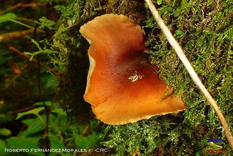 Truchas Selva Madre -San Isidro de El Guarco, Cartago-