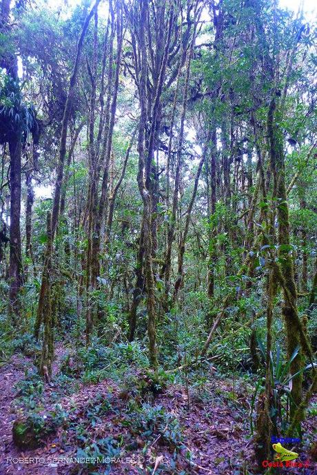 Truchas Selva Madre -San Isidro de El Guarco, Cartago-