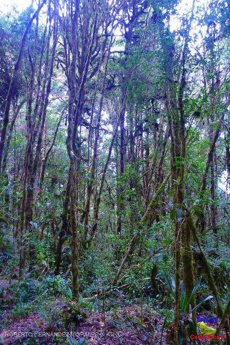 Truchas Selva Madre -San Isidro de El Guarco, Cartago-