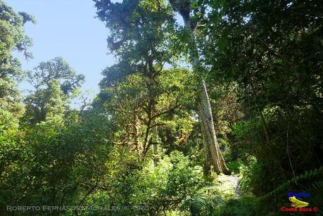 Truchas Selva Madre -San Isidro de El Guarco, Cartago-