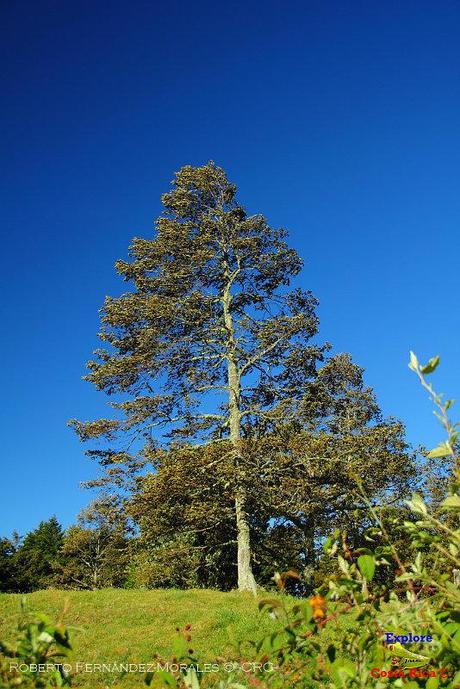 Truchas Selva Madre -San Isidro de El Guarco, Cartago-