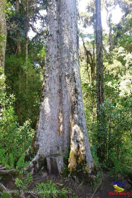 Truchas Selva Madre -San Isidro de El Guarco, Cartago-