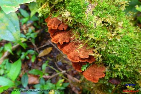 Truchas Selva Madre -San Isidro de El Guarco, Cartago-