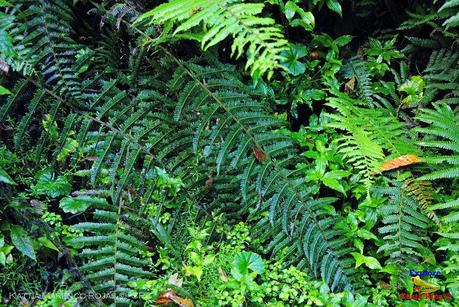 Truchas Selva Madre -San Isidro de El Guarco, Cartago-