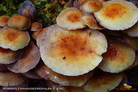 Truchas Selva Madre -San Isidro de El Guarco, Cartago-